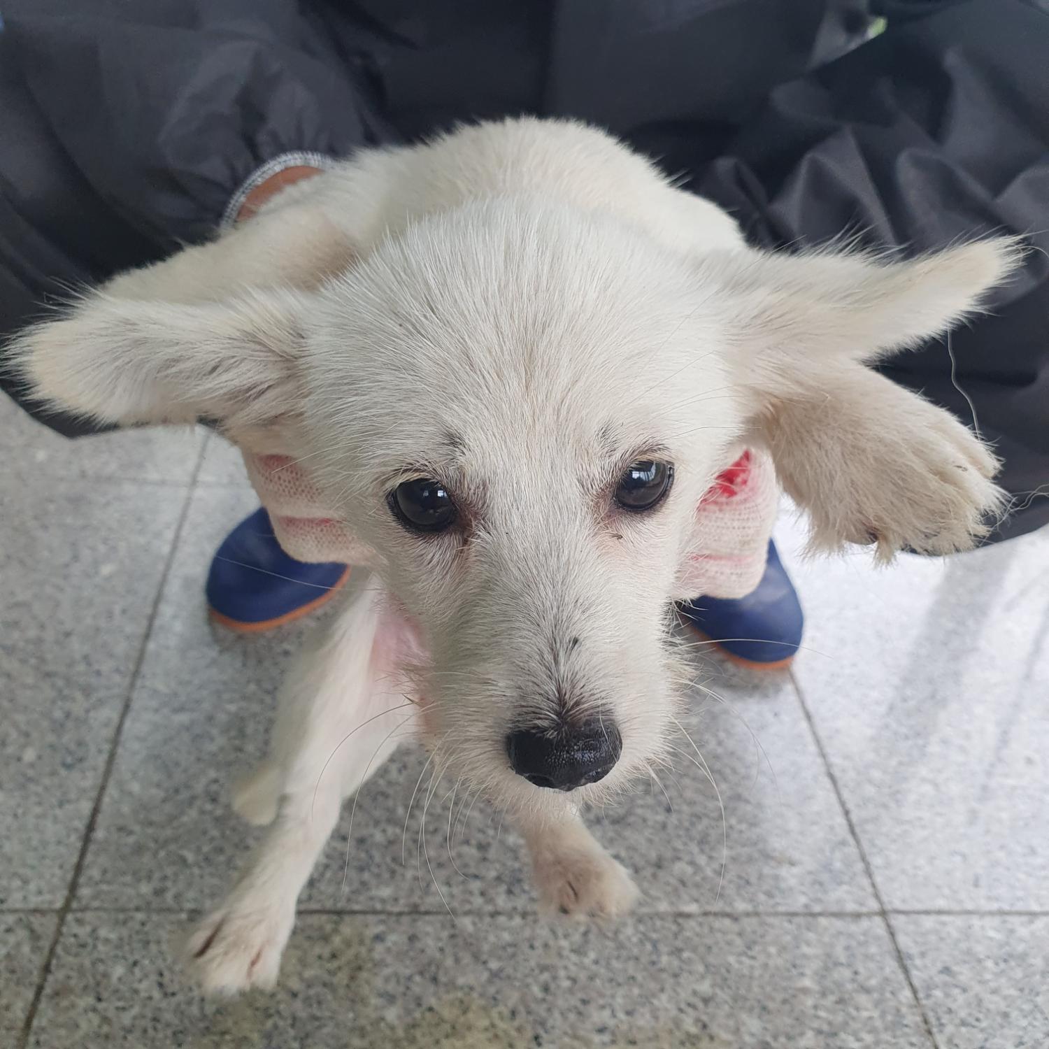 구미시 동물보호센터_447508202300843